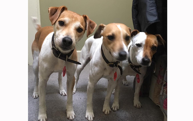 Frank, Delilah and Iris