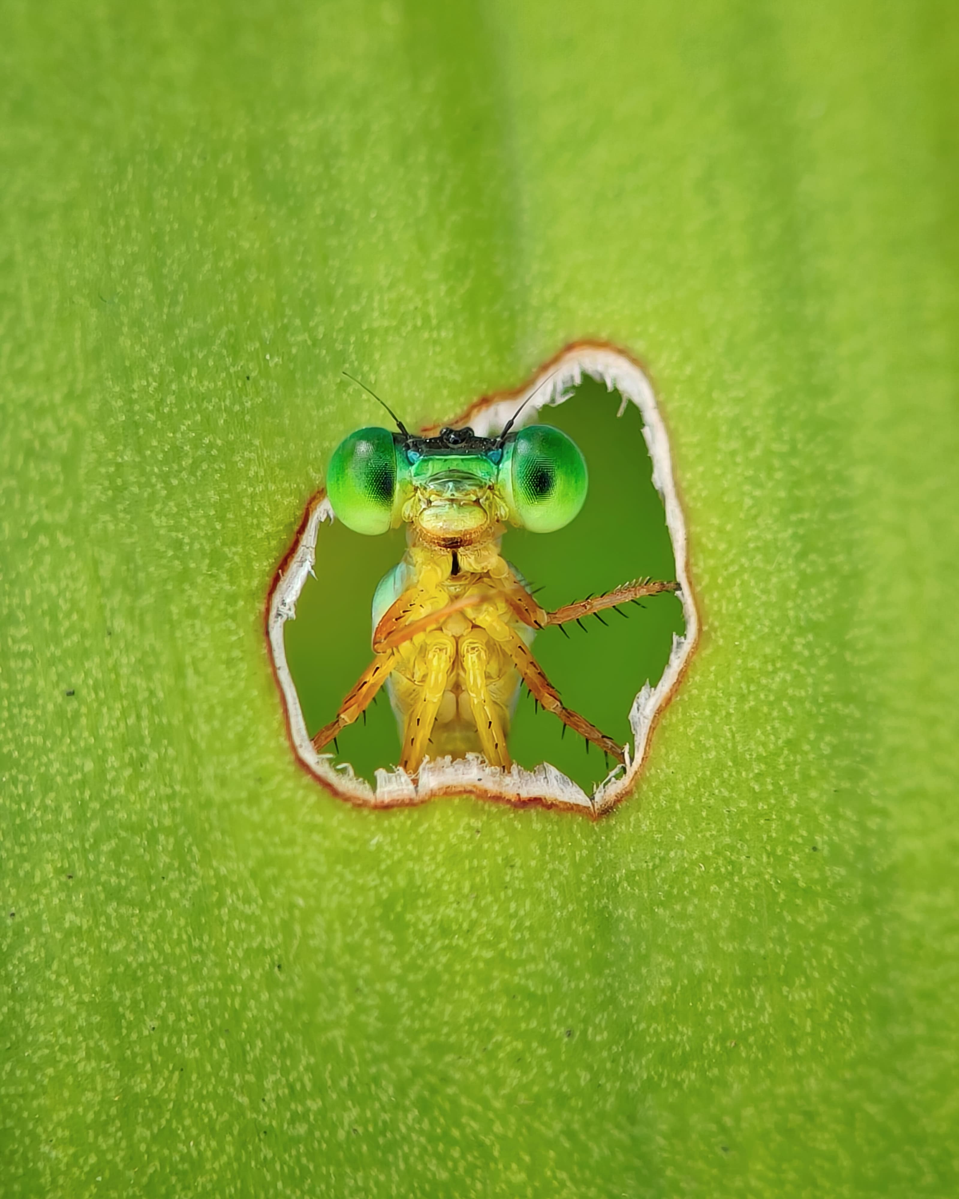 Damselfly peering through hole on leaf.