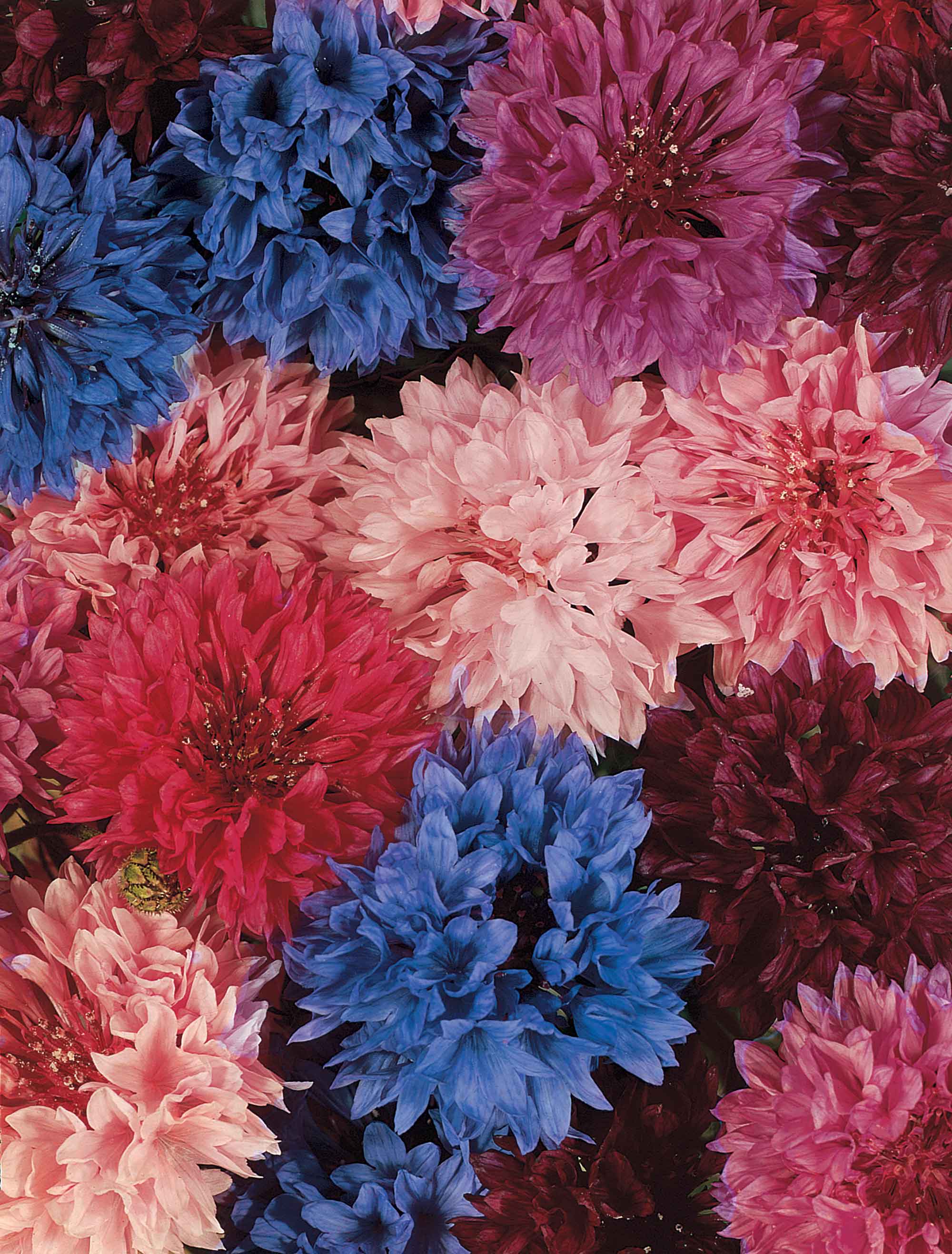 5 flower seeds to sow in May plant these in your garden this month