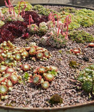 Small rock garden ideas featuring succulents in a gravel filled planter.