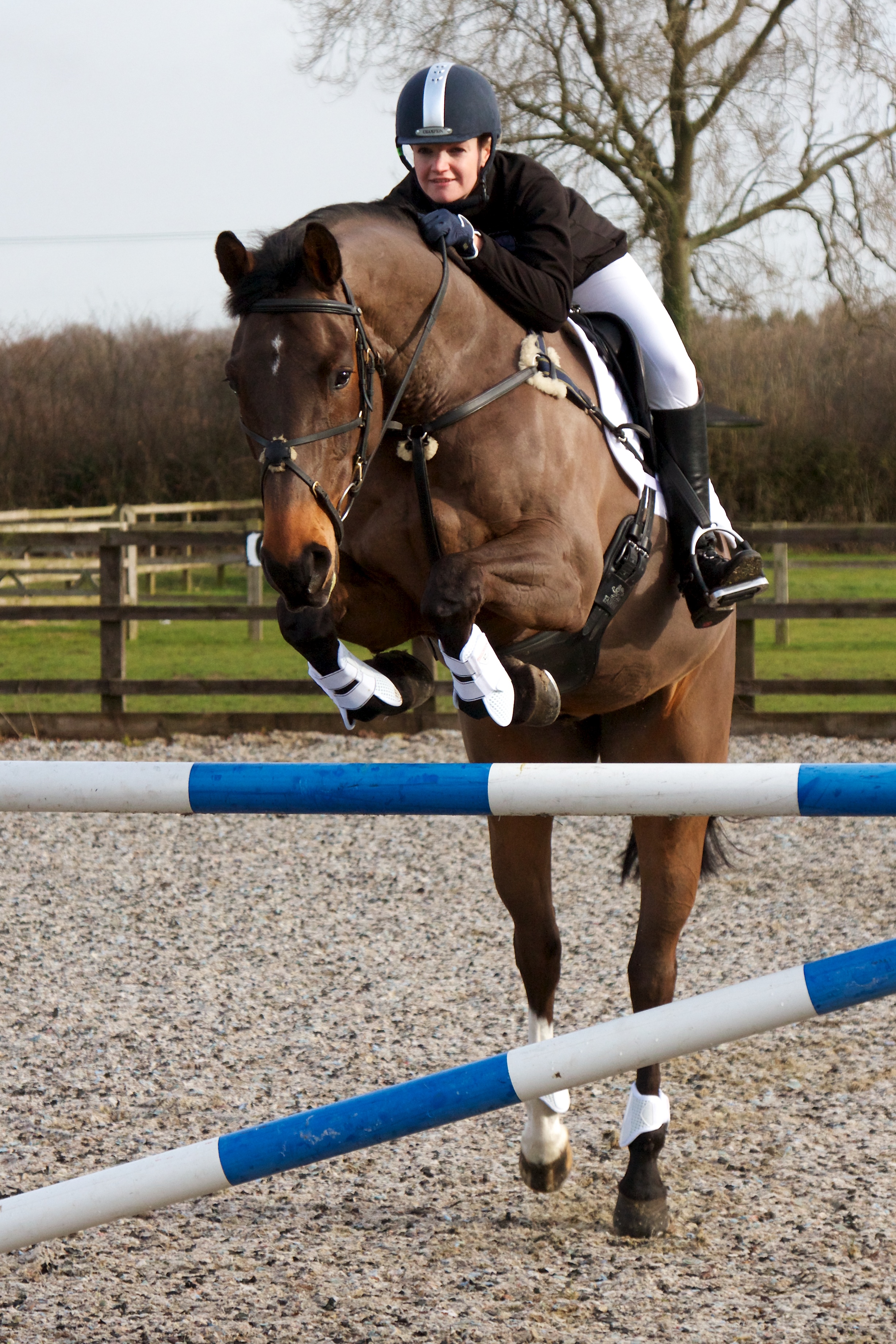 Competition Horse 1