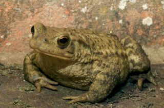 British toad