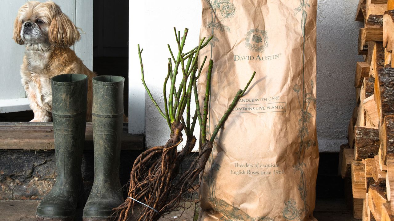 bare root rose bush on doorstep with dog and log pile