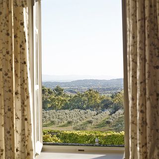 white window with curtains and olive grove window
