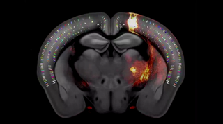 A still from a video fly-through of the brain map shows a slice of mouse brain.