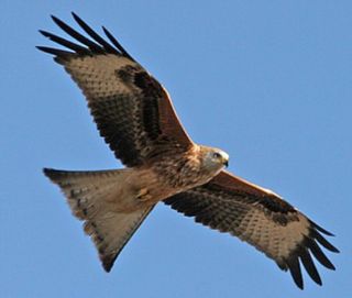 Red kite