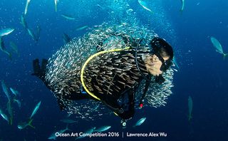 A school of glass fish swirls around a diver in Hin Deang, Thailand in the winning photograph in the compact behavior category of the 2016 Ocean Art Competition.