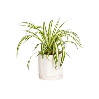 Spider plant in a white fluted ceramic vase
