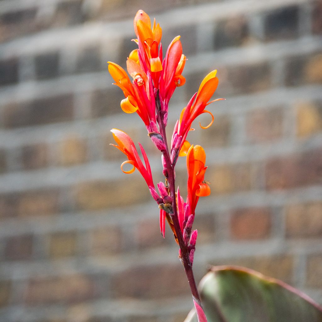 How To Overwinter Canna Lilies In Pots An Expert Guide Ideal Home