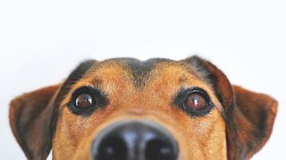 dog food supplies online