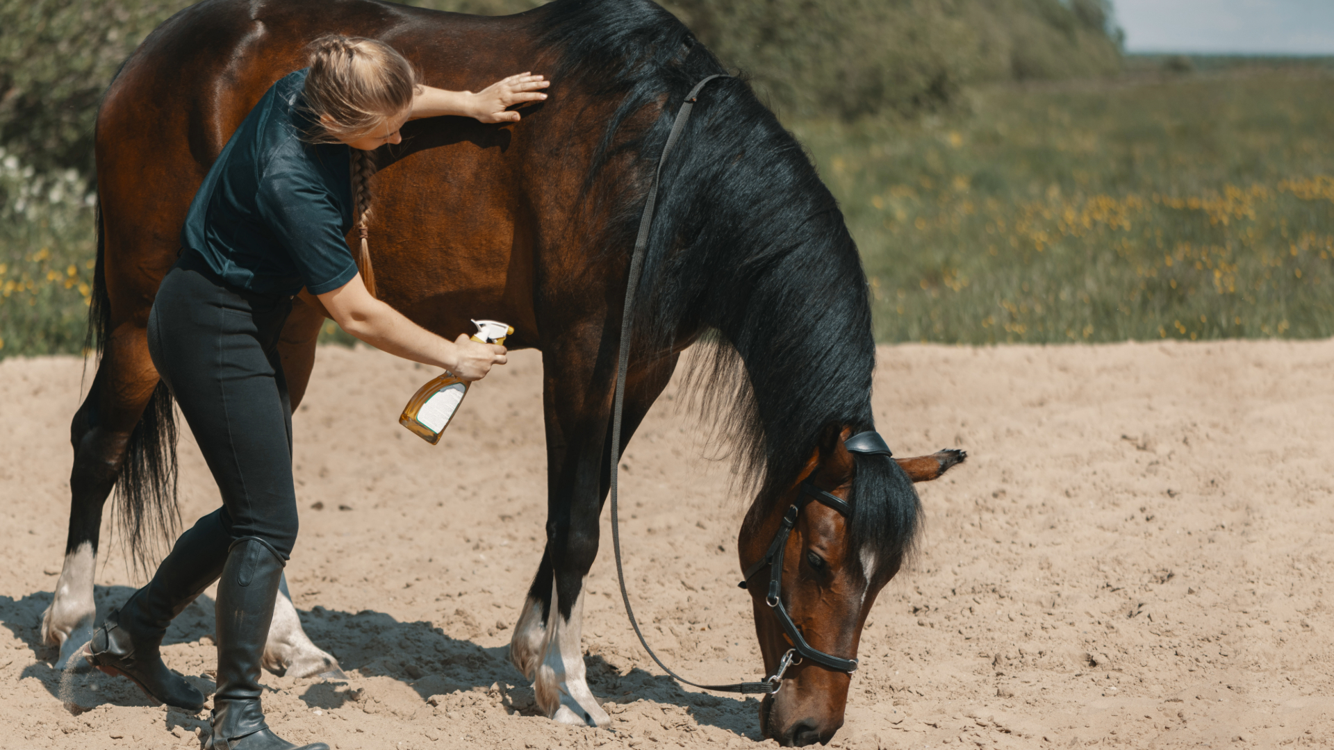 Woman spraying a horse