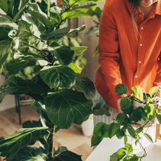 Woman sprays plants in flower pots with clean water from bottle. Closeup hand with sprayer. Caring for houseplants home, growing vegetable garden on windowsill. Plant lovers, home gardening