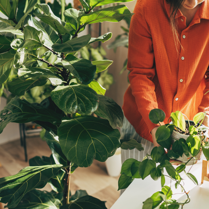 Woman sprays plants in flower pots with clean water from bottle. Closeup hand with sprayer. Caring for houseplants home, growing vegetable garden on windowsill. Plant lovers, home gardening