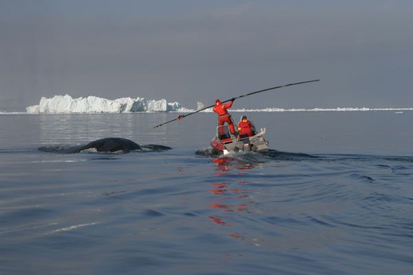 tagging a bowhead whale. a study found the whales mingle in the northwest passage when arctic sea ice is low