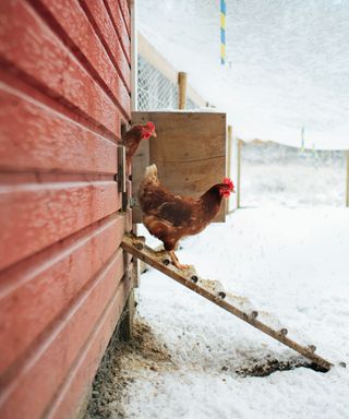 chickens walking down chicken coop ladder