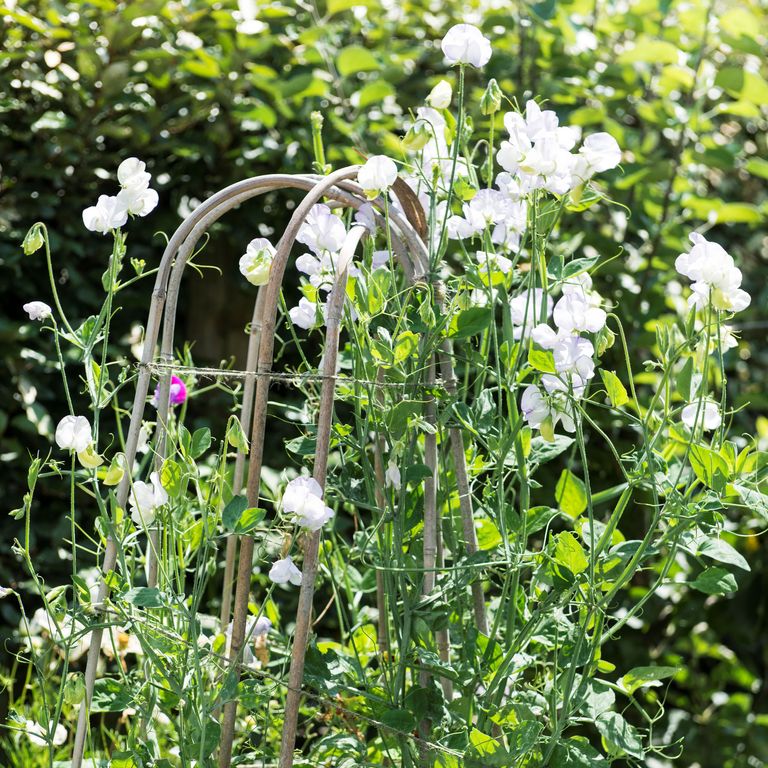 How To Take Sweet Pea Cuttings, According To Experts 