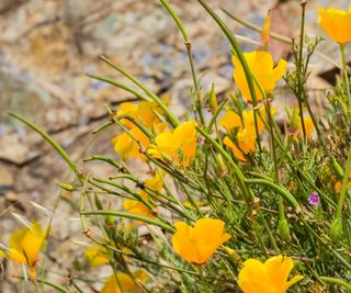 California poppy seed heads and yellow-orange blooms