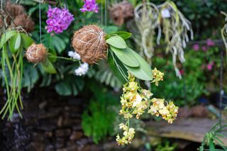 Kokedama orchids