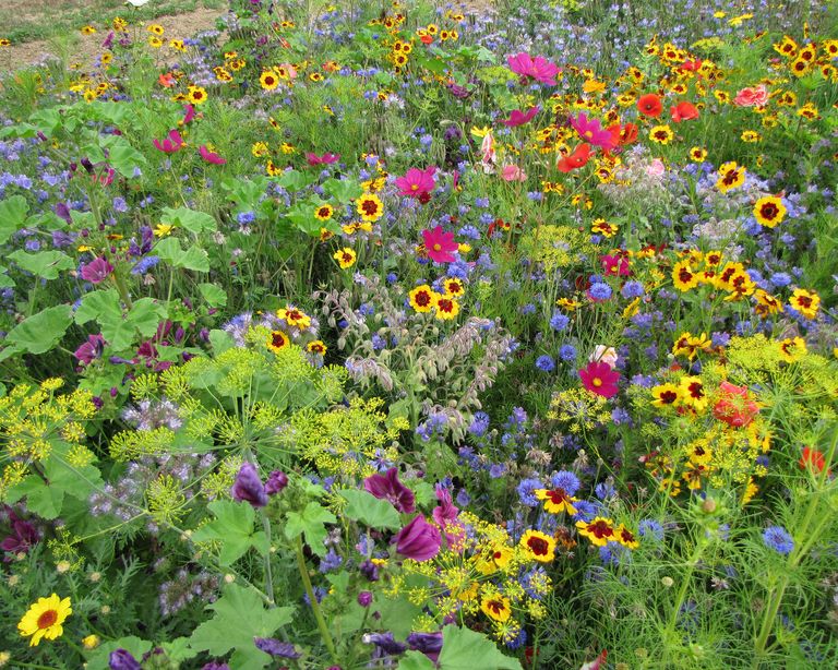 Bee-friendly wildflowers are trending - 2022's top planting trend ...