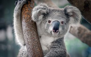 Chlamydia in koalas is no laughing matter.