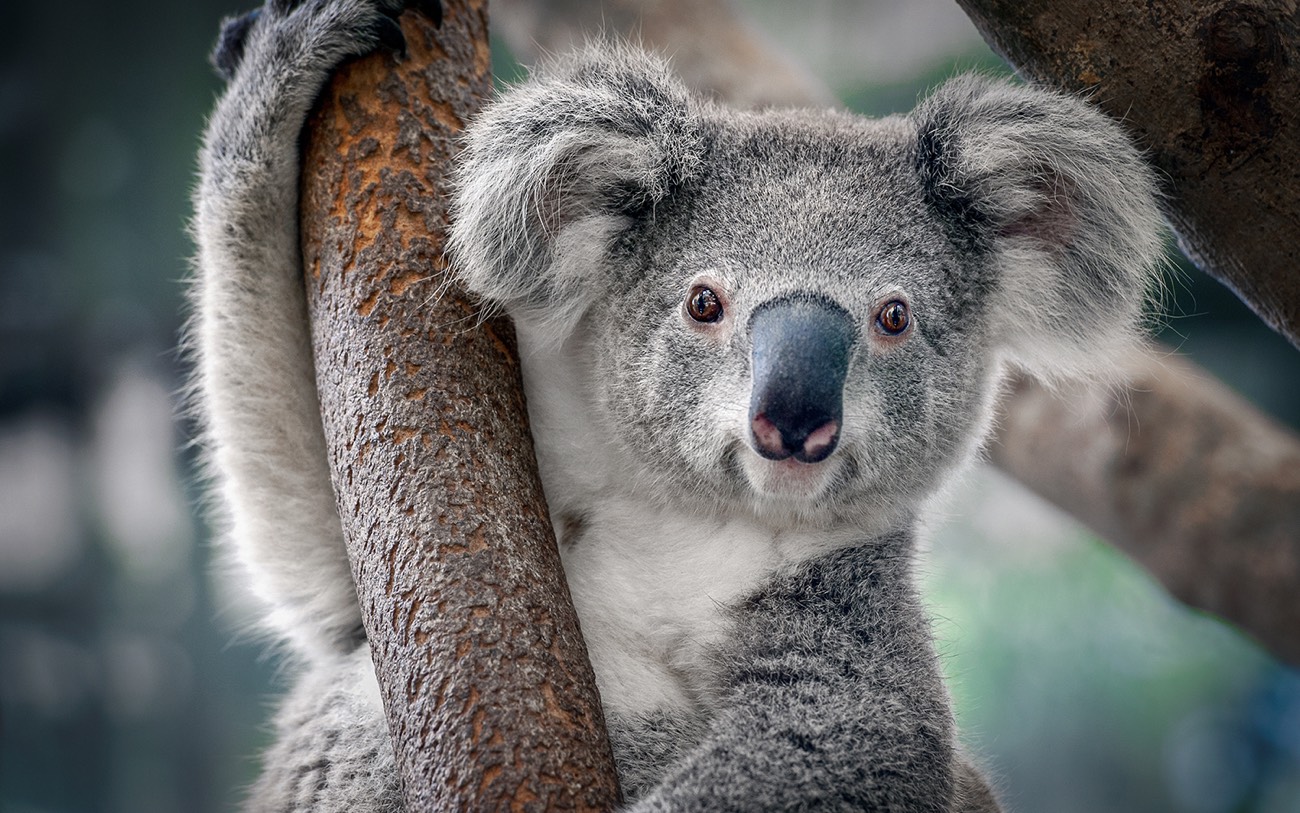 Koalas are both endangered and so plentiful they're causing problems. How'd  that happen?