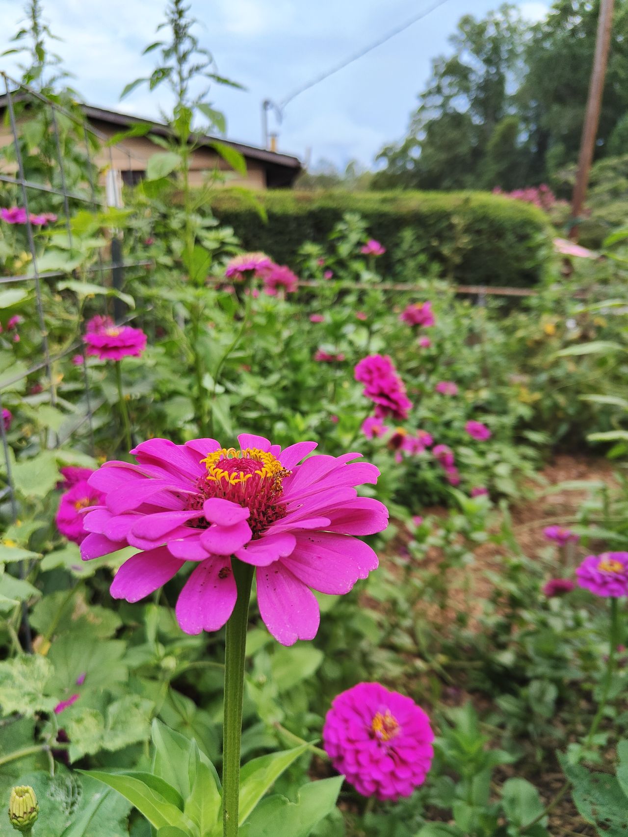 Camera samples from the OnePlus 10T