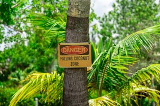 A sign reading "Danger falling coconut zone" hanging on a palm tree