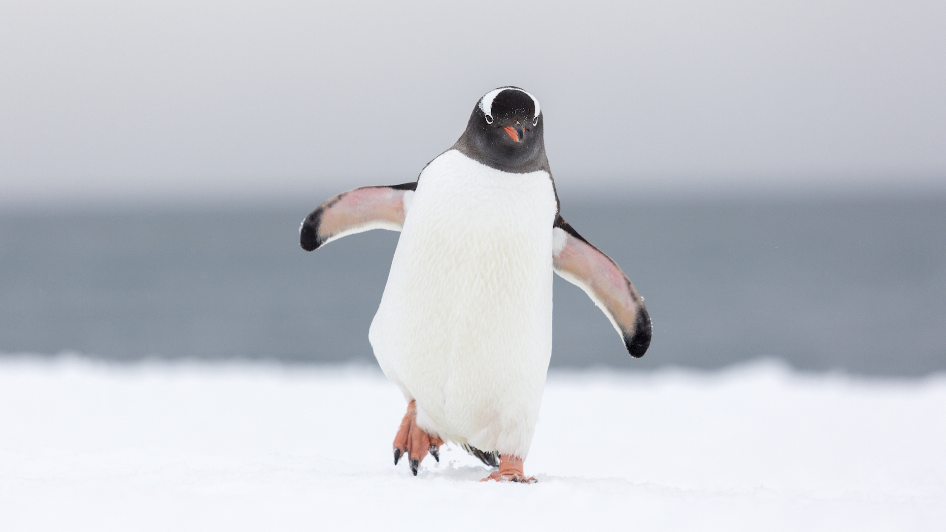 A photograph of a waddling Gentoo penguin on the ice