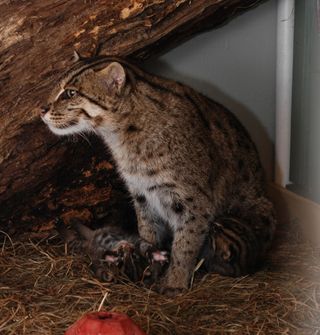 fishing cat kittens with mom