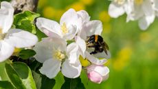 apple tree blossom with bee
