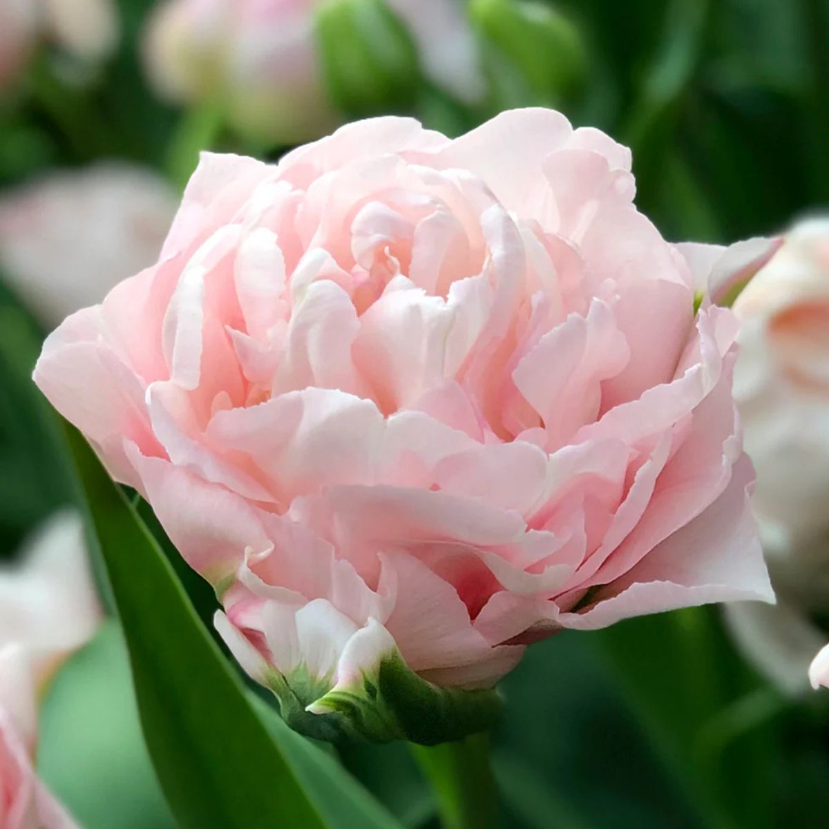 Pink tulip