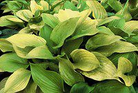 Hosta ‘Sum and Substance’