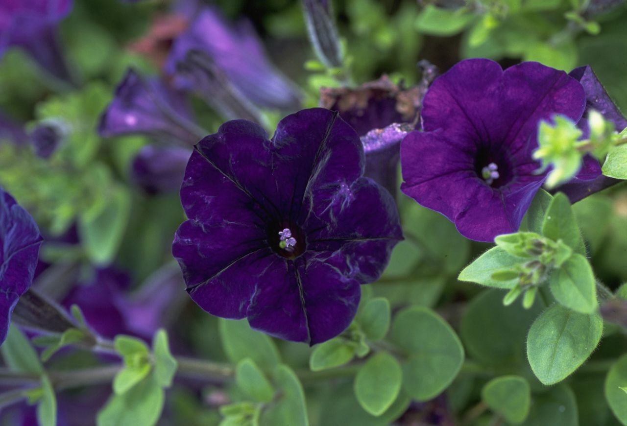 How to grow petunias add easy summer color to your garden GardeningEtc