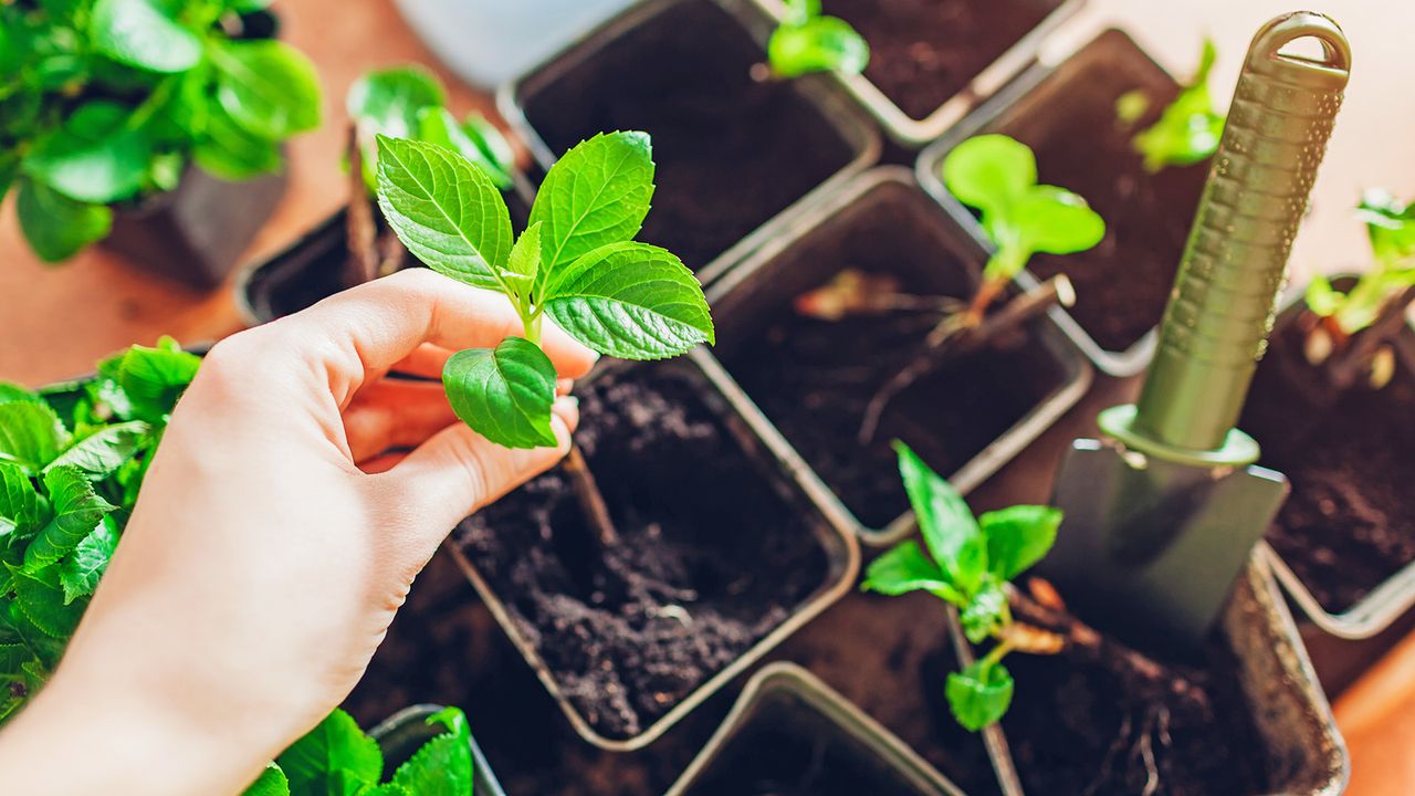 Hydrangeas cuttings are inserted into potting mix