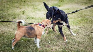 Two dogs on leashes sniffing each other