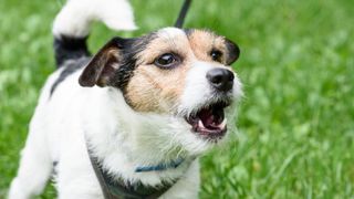 Jack Russell Terrier barking while on leash