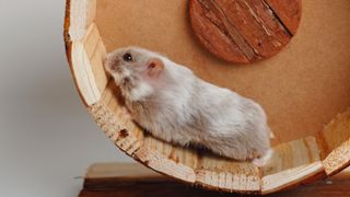 Dwarf hamster running on wheel, which is one of the best hamster toys