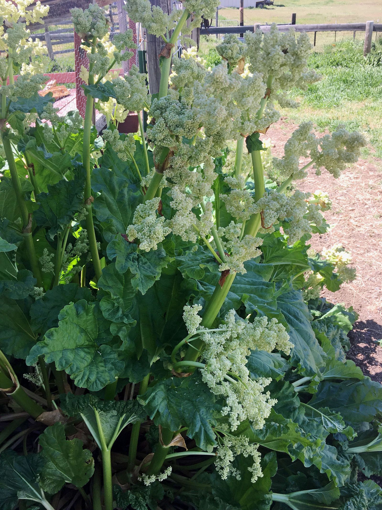 Rhubarb Bolting How To Keep Rhubarb From Going To Seed Gardening Know How