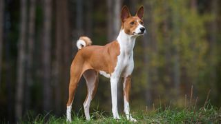 basenji