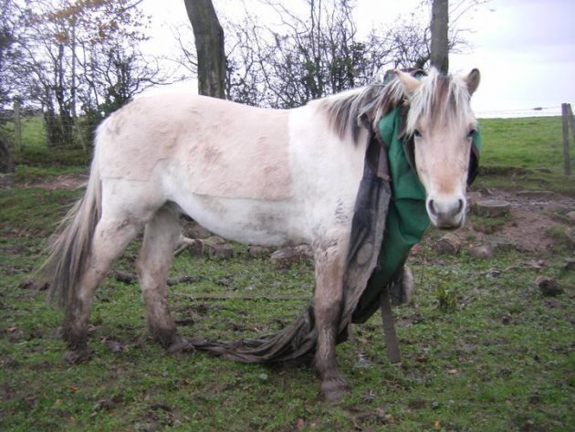 “This is my Norwegian fjord gelding, Loki. This behaviour is not out of the ordinary; he is an expert rug trasher. Also known in the past to jump fences and jump his stable door (or take it off the hinges, whichever comes first). He is a total hooligan — I often wonder why he thinks what he is doing is sensible? I suppose that’s just him… I’ve learnt to love him anyway!” — Melissa Thomson
