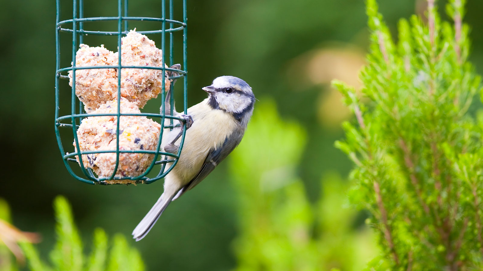 blue tit feasting on bird feeder
