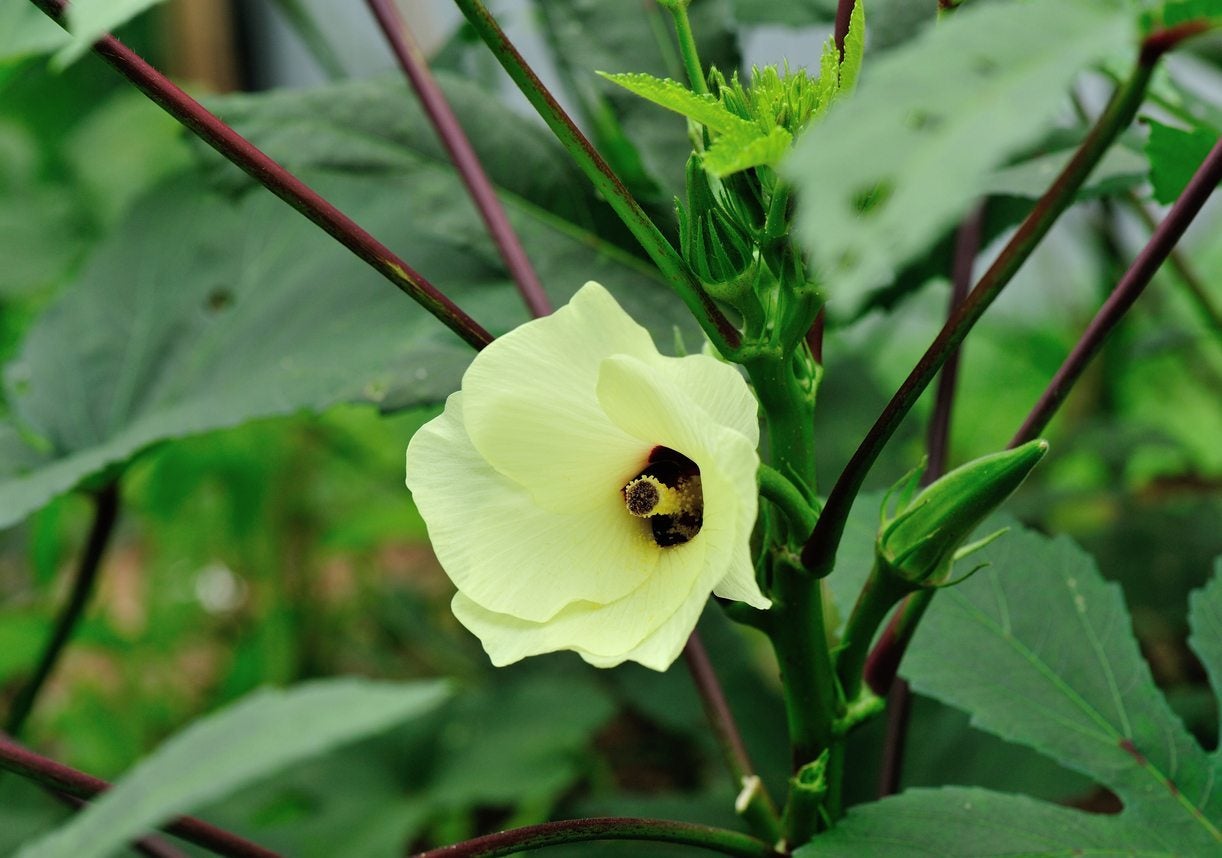 okra flower