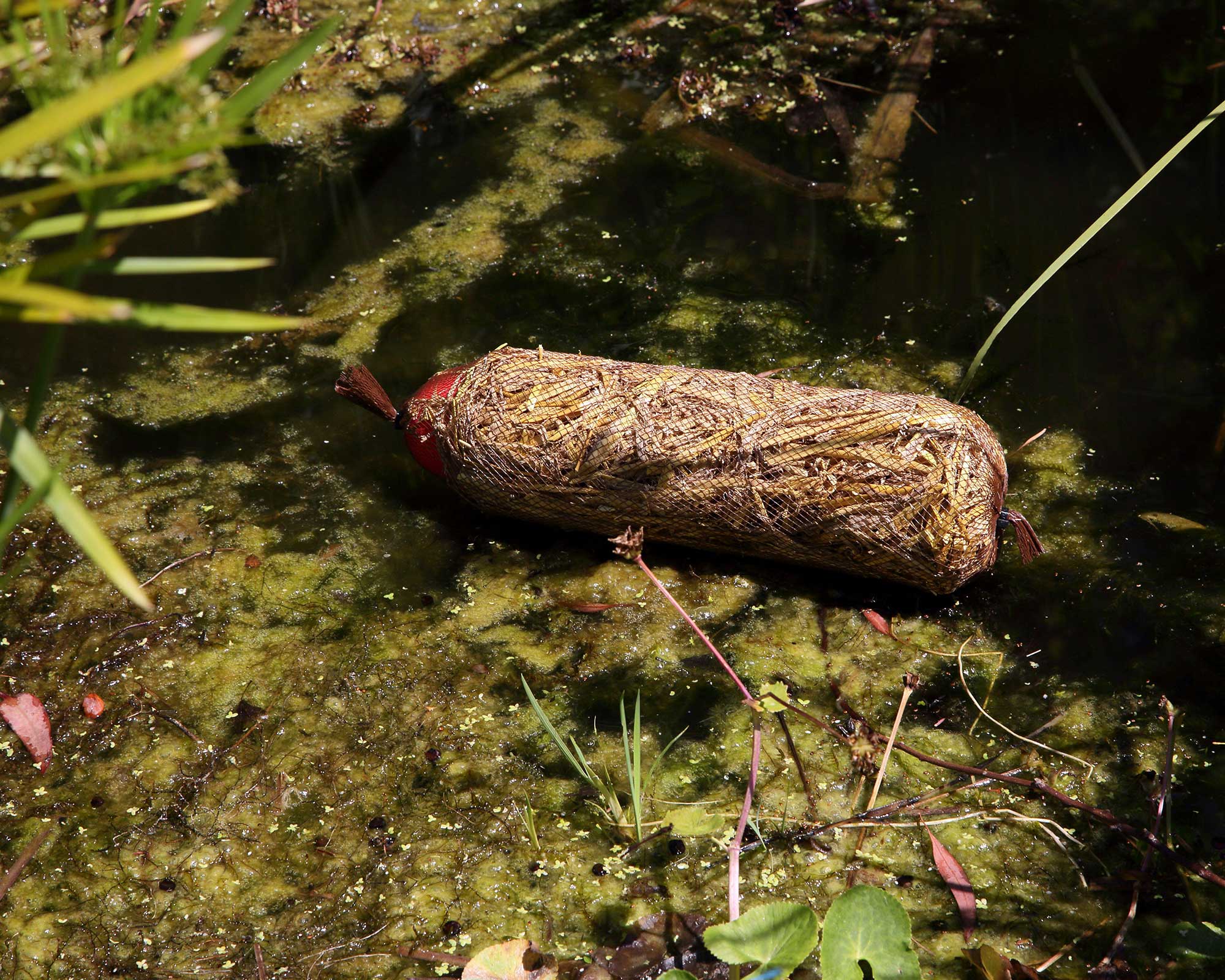 barley straw floating in pond to clean algae