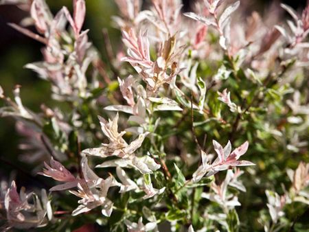 Pink Tinted Dappled Willow Plant