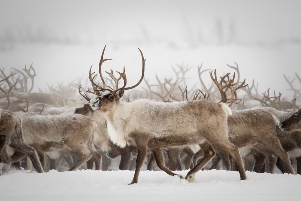 Female on sale reindeer antlers