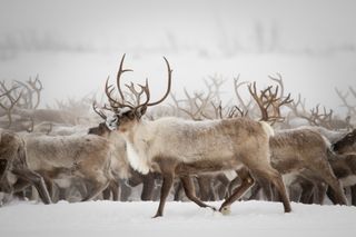 Reindeer migrating in the Arctic.