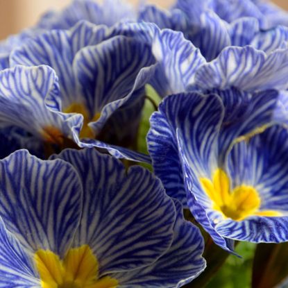 Beautiful primula zebra blue in bloom