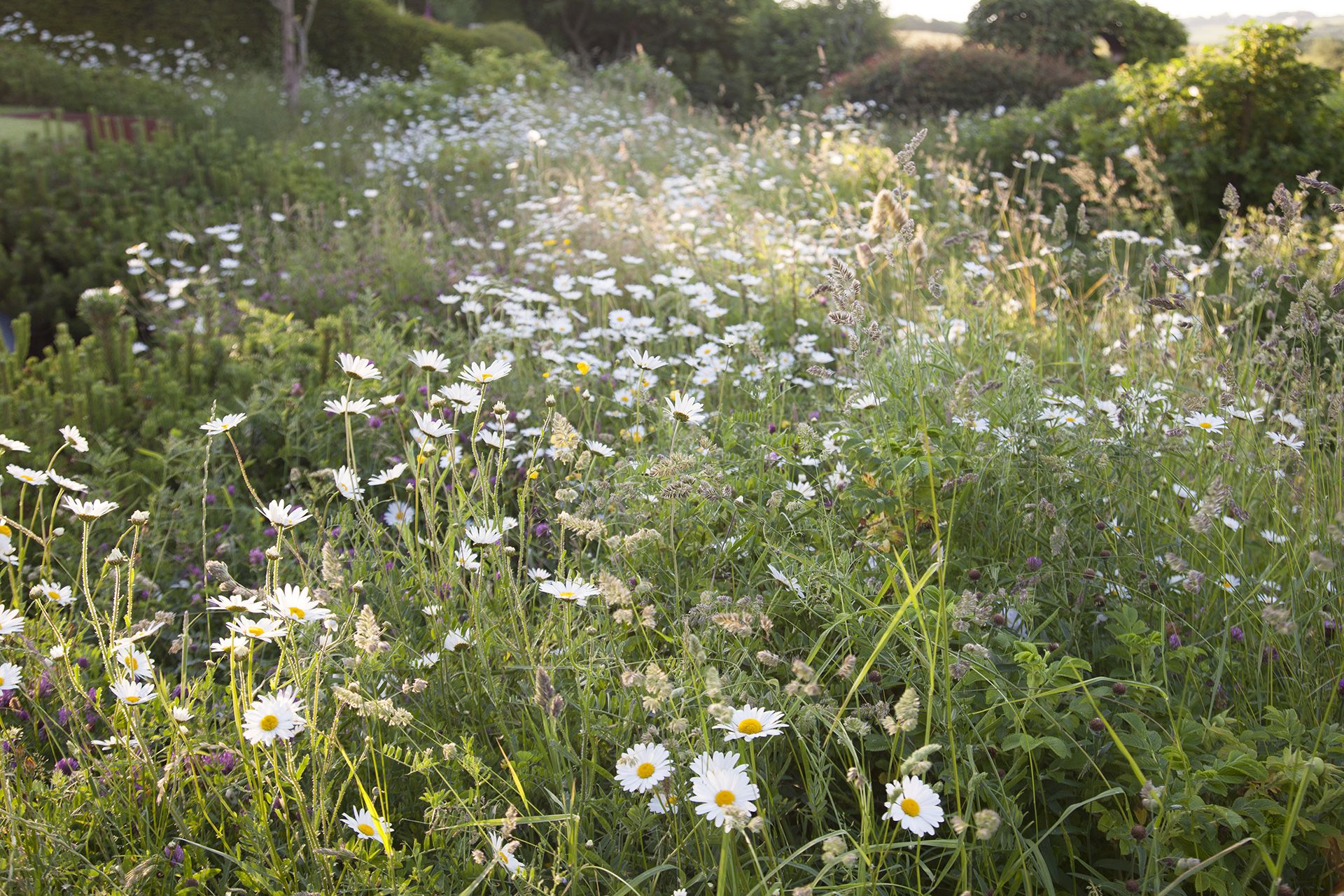 wildflower meadow