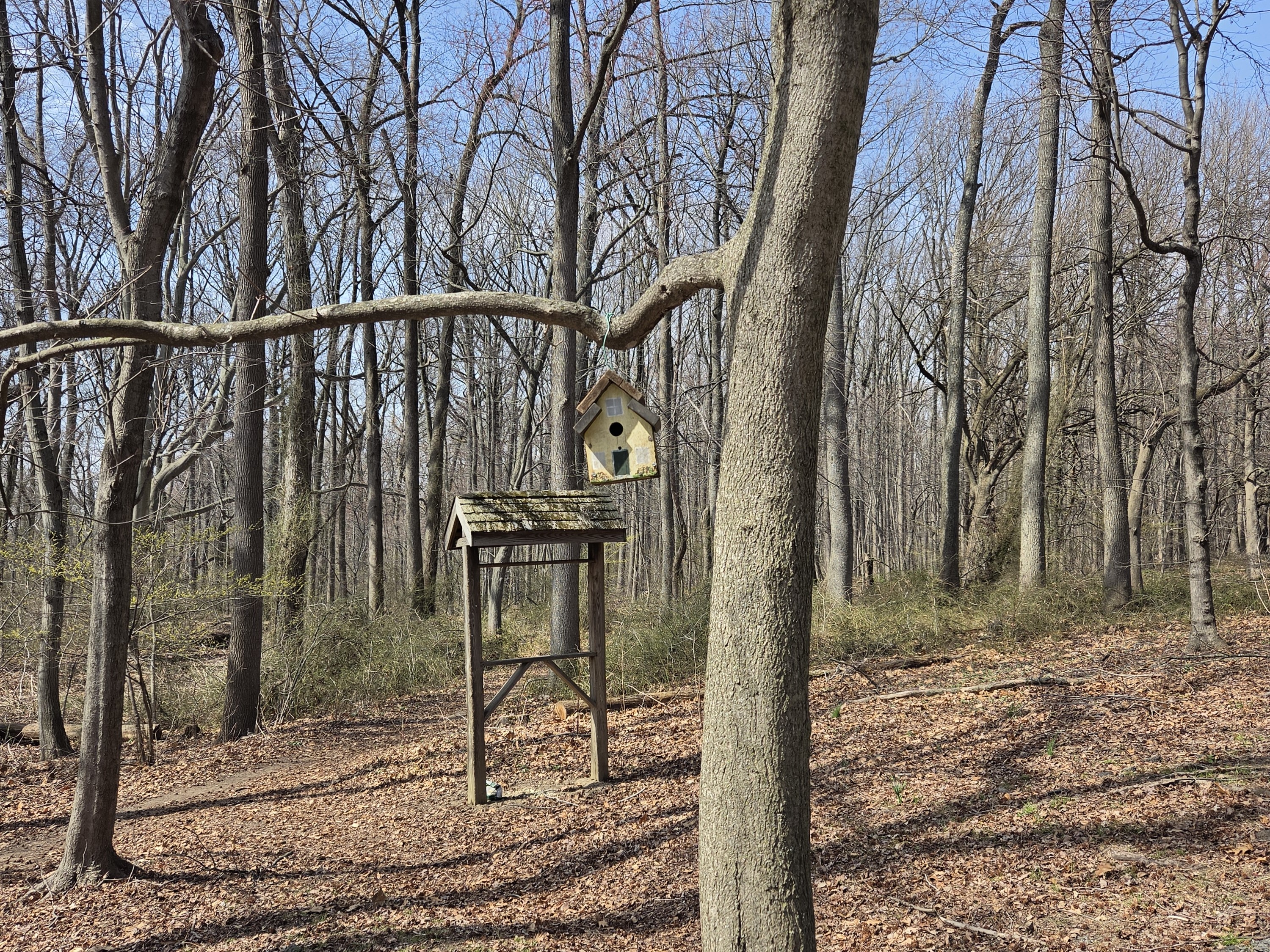 Samsung Galaxy S26 Plus Review Camera Samples