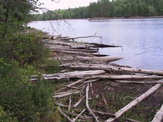 Low water levels at Fallison Lake, Wisc., in 2007, exposed previously submerged wood on the shoreline.